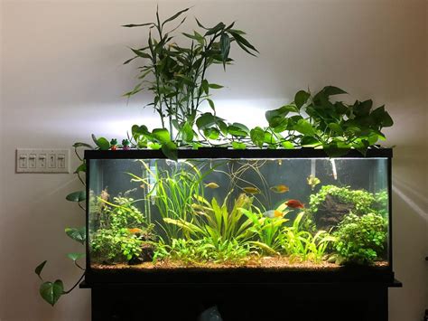55 Gallon Fish Tank – Overview, Setup, Stocking Ideas.